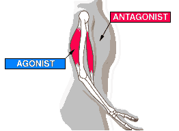 عضلات آگونیست و آنتاگونیست