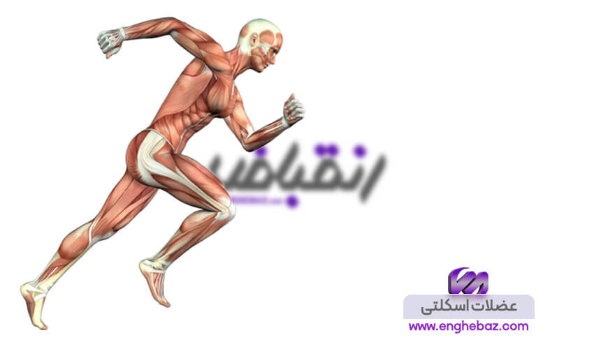 عضلات اسکلتی