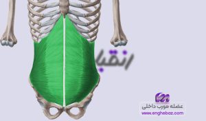 عضله مورب داخلی